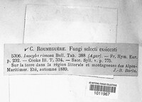 Pseudosperma rimosum image